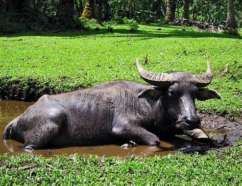 picture ng kalabaw|35 Kalabaw Stock Photos, Images & Pictures .